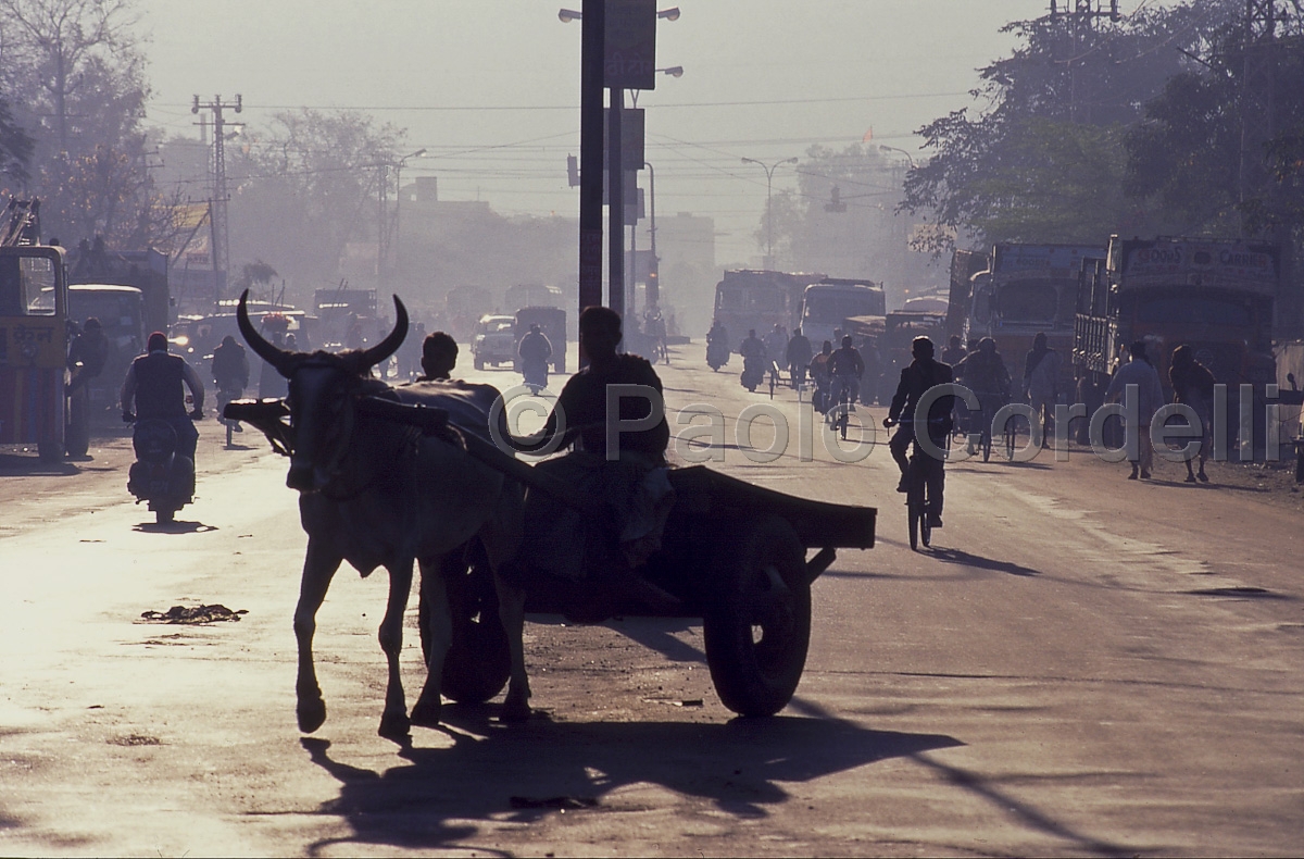 Street traffic, Jaipur, Rajasthan, India
 (cod:India 14)